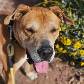 Sampson