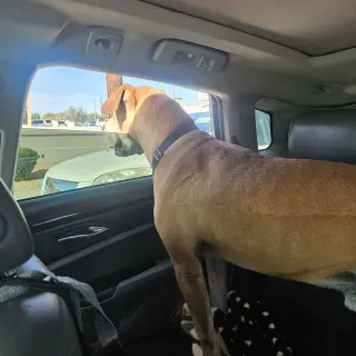 Sampson