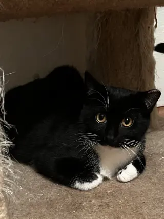 Ernie