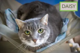 Daisy (FCID# 02/09/2026 - 37 Trainer)