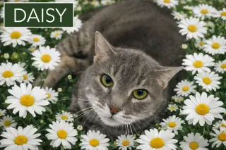 Daisy (FCID# 02/09/2026 - 37 Trainer)