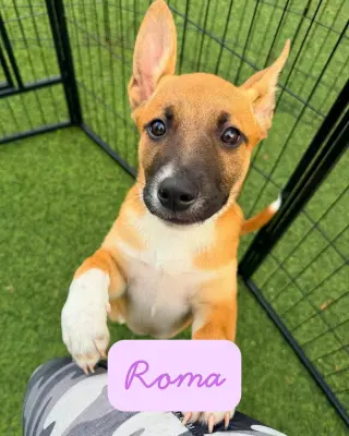 Roma