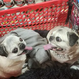 Pretty Girl & Shiner (BONDED PAIR)