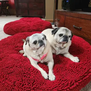Pretty Girl & Shiner (BONDED PAIR)