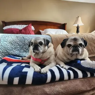 Pretty Girl & Shiner (BONDED PAIR)