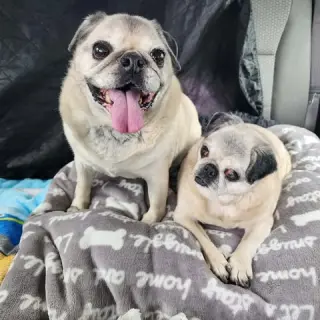 Pretty Girl & Shiner (BONDED PAIR)