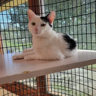 Dottie