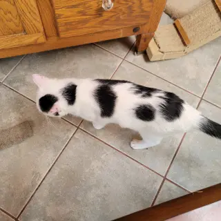 Dottie