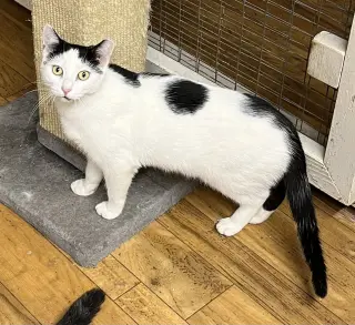 Bert