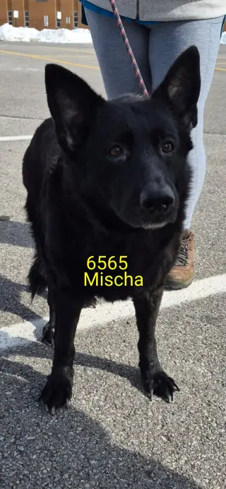 Mischa 6565