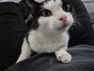 Keebler (Kiki)