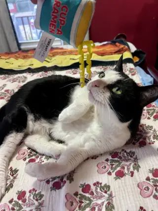 Keebler (Kiki)