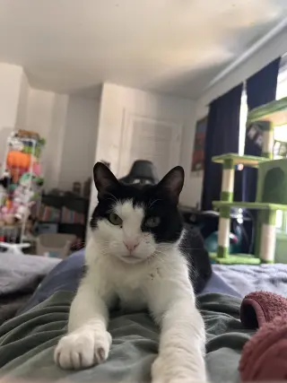 Keebler (Kiki)