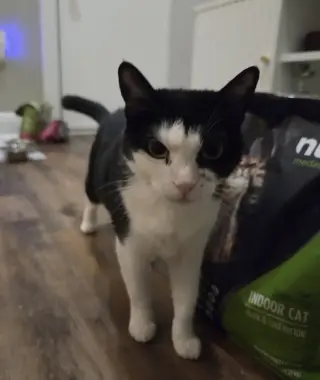 Keebler (Kiki)