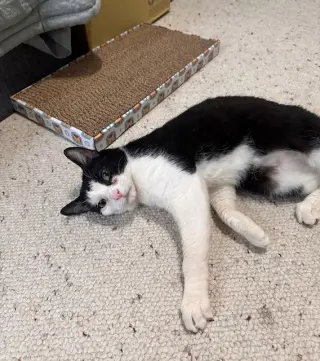Keebler (Kiki)