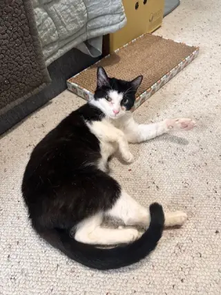 Keebler (Kiki)