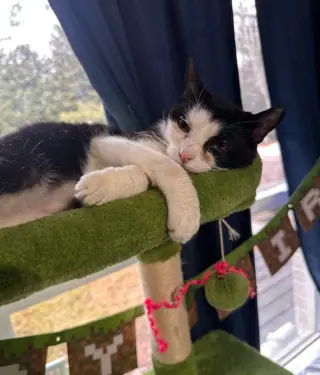 Keebler (Kiki)
