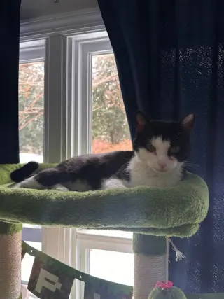 Keebler (Kiki)