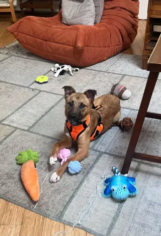 Chewy