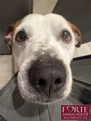 Carlos