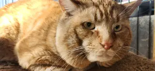 Rusty
