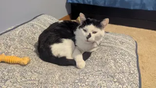 Patches