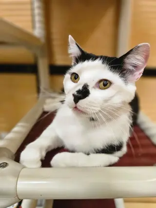 Patches