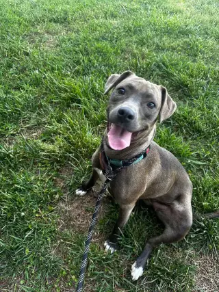 Millicent aka Millie