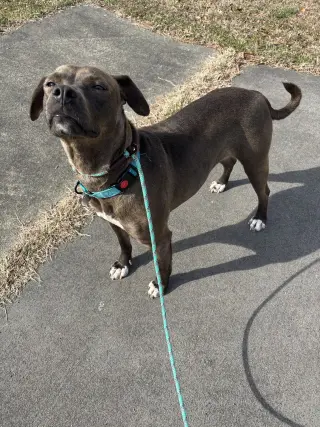 Millicent aka Millie
