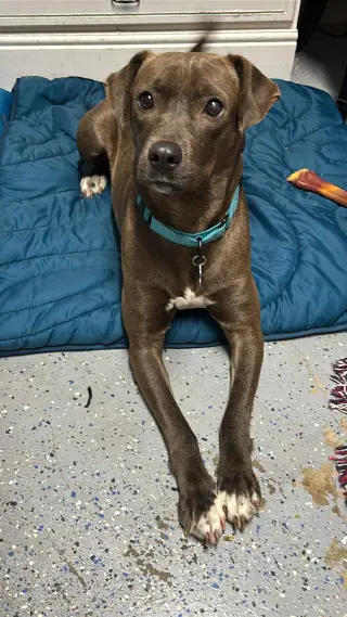 Millicent aka Millie