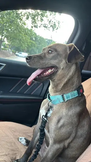 Millicent aka Millie