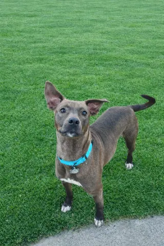 Millicent aka Millie