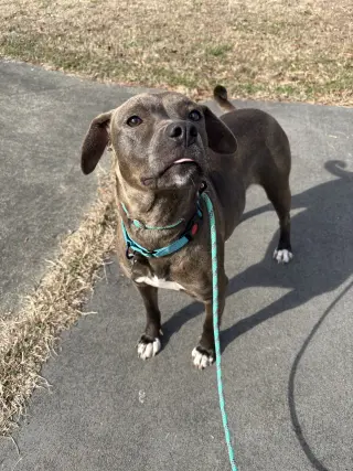Millicent aka Millie