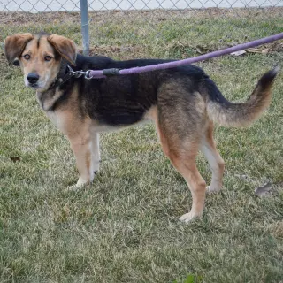 Hodie