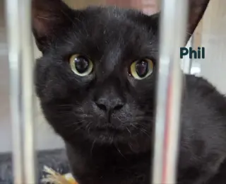Phil