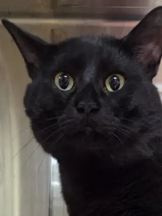 Phil