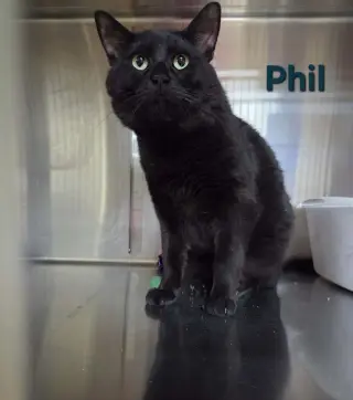 Phil