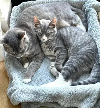 Juniper & Ollie