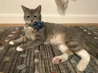 Juniper & Ollie