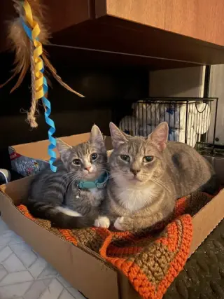 Juniper & Ollie