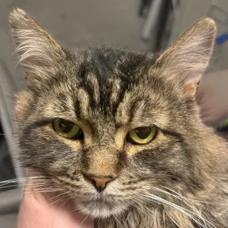 Rufio
