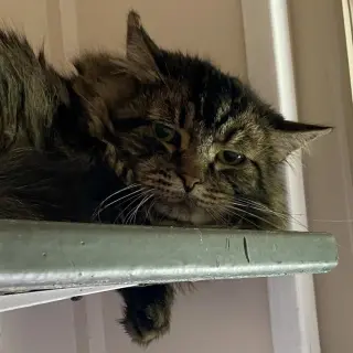 Rufio