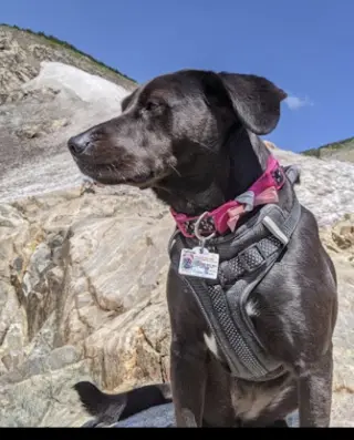 Stoney *Courtesy Post* (New York City NY)
