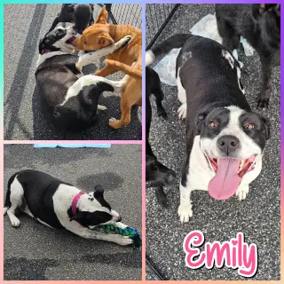 Emily