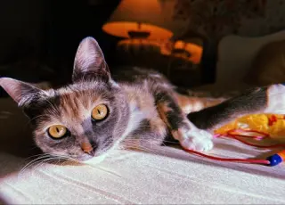 Opal
