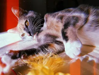 Opal