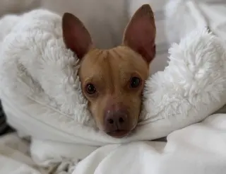Chester aka Cheddar