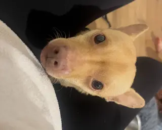 Chester aka Cheddar
