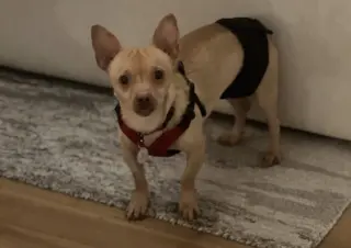 Chester aka Cheddar