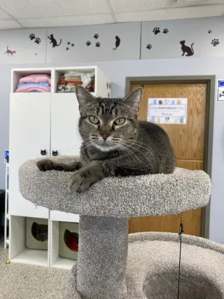 Nala